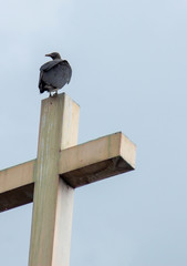 Turkey Vulture atop the steeple