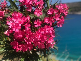 pink flowers