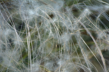 stalks of a raised feather grass on a green background. Concept - background
