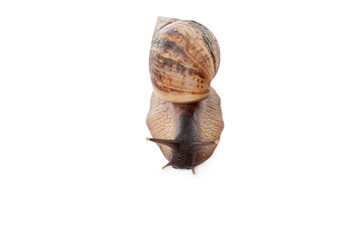 Achatina reticulata with dark head
