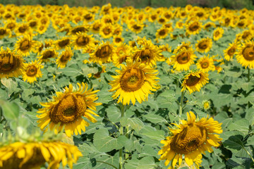 Fototapeta na wymiar Beautiful yellow sunflower field landscape. Summer vacations concept.