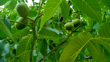 Four green ripening walnut fruit. Close up