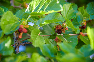 Fresh mulberry, black ripe and red unripe mulberries on the branch of tree. Healthy berry fruit