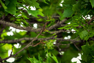Obraz premium green leaves of a tree