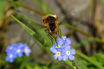 Große Wollschweber (Bombylius major) 