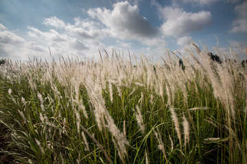 Fototapeta premium grass and blue sky landscape background