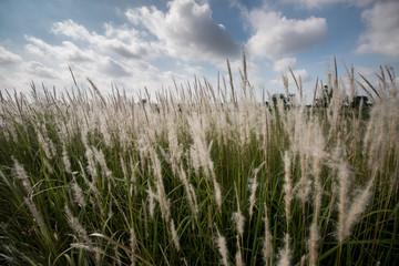 Obraz premium grass and blue sky landscape background