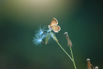 Butterfly on flower