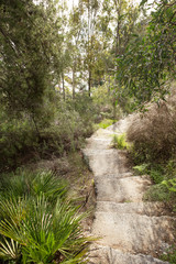 pathway through a forest