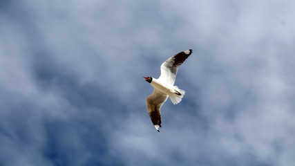 seagull in flight