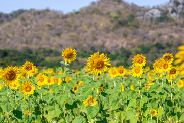 Beautiful yellow sunflower field landscape. Summer vacations concept.