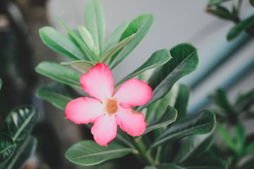Fototapeta premium Red Azalea in full bloom