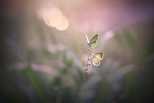 Butterfly on flower
