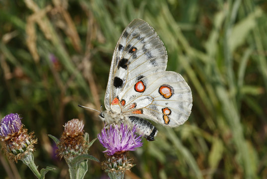 Parnassius apollo (LINNAEUS, 1758) Apollofalter 03.06.2011 DE, Valwig, MoselSONY DSC
