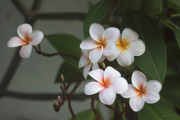 Obraz na płótnie Canvas White plumeria flowers