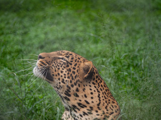 Leopard in Conservation Area, Eastern Africa 