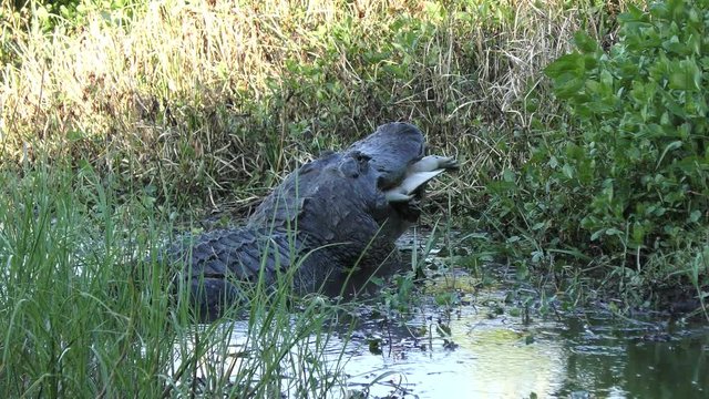 alligator eating a large softshell turtle in Florida wetlands