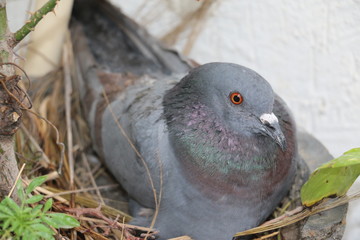 Delhi's grey Pigeon on eggs in flower pot due to deforestation