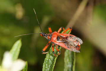 Rhynocoris iracundus (Poda, 1761) Rote Mordwanze 03.06.2011 DE, Valwig, MoselSONY DSC