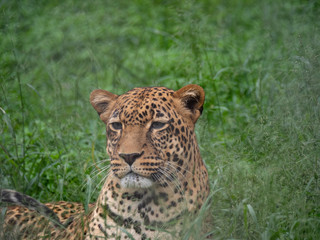 Leopard in Conservation Area, Eastern Africa 