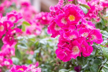 Garden plant with red flowers on a sunny spring day.