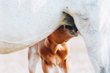 a young brown foal is drinking milk at the mother's udder