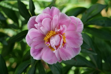 Obraz premium Pfingstrose