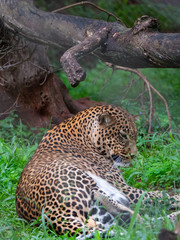 Leopard in Conservation Area, Eastern Africa 