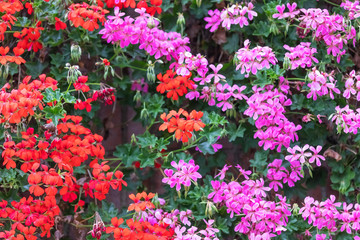 Garden plant with multicolored red and lilac flowers on a sunny spring day