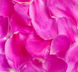 Background of pink peony petals, texture of flower petals. Flat lay, top view. Peony flower texture.