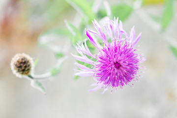 Flower lilac in bright sunny day. Nearby is the unopened flower