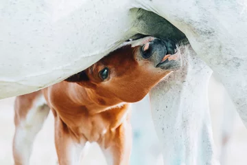 Fotobehang a young brown foal is drinking milk at the mother's udder © matilda553