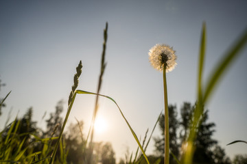 Fototapeta na wymiar Dandelions against the blue sky. Green grass. Evening, sunny day, summer.