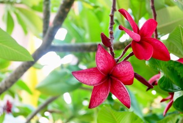 Two Fresh Beautiful Red Plumeria Frangipanis Flowers
