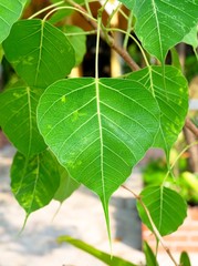Beautiful Banyan or Sacred Fig Tree in Temple