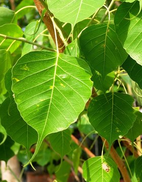 Arasa Maram Images Browse 9 Stock Photos Vectors And Video Adobe Stock