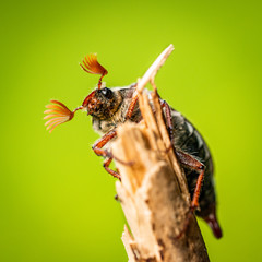 cockchafer