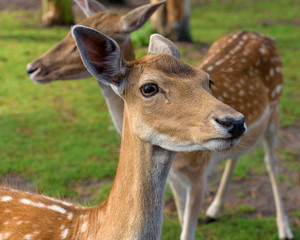 Sika deer, Cervus nippon also known as the spotted deer or the Japanese deer. Close up