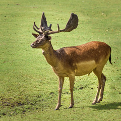 Red deer is one of the largest deer species