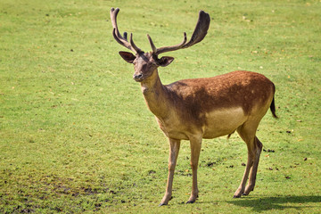 Naklejka na ściany i meble Red deer Cervus elaphus is one of the largest deer species