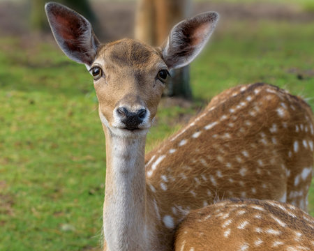 Sika deer Cervus nippon also known as the spotted deer or the Japanese deer. Wildlife and animal photo