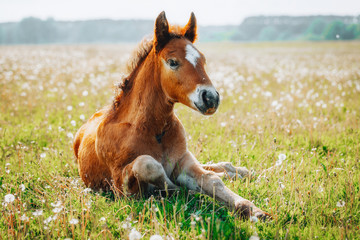 Naklejka na ściany i meble Little foal having a rest in the green grass