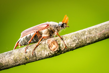 cockchafer