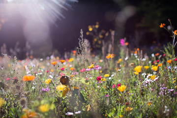 Fototapeta na wymiar Zauberhafte Wildblumenwiese