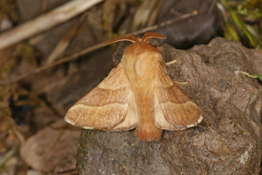 Malacosoma neustria (LINNAEUS, 1758) Ringelspinner 03.06.2011 DE , Traben-Trarbach , MoselSONY DSC