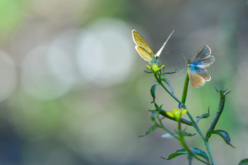 Beautiful butterfly on flower