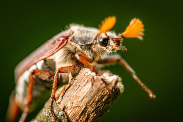 cockchafer