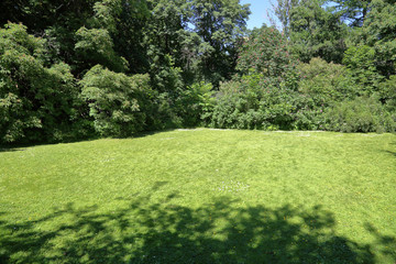 A small glade with trees and a green grass in the city summer park