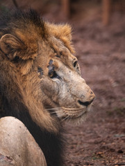 Male Lion in Conservation Area, Eastern Africa