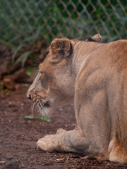 Lioness in Conservation Area, Eastern Africa